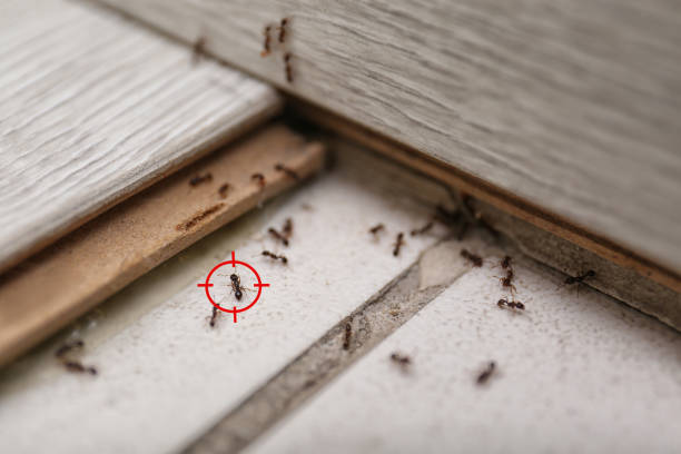 Best Pest Control Treatment  in Alba, NY